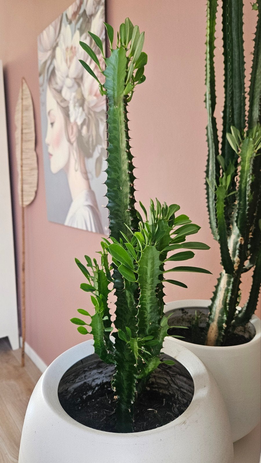 Grote Euphorbia Trigona Cactus / Afrikaanse melkboom plant, Ophalen of Verzenden, Halfschaduw, Minder dan 100 cm