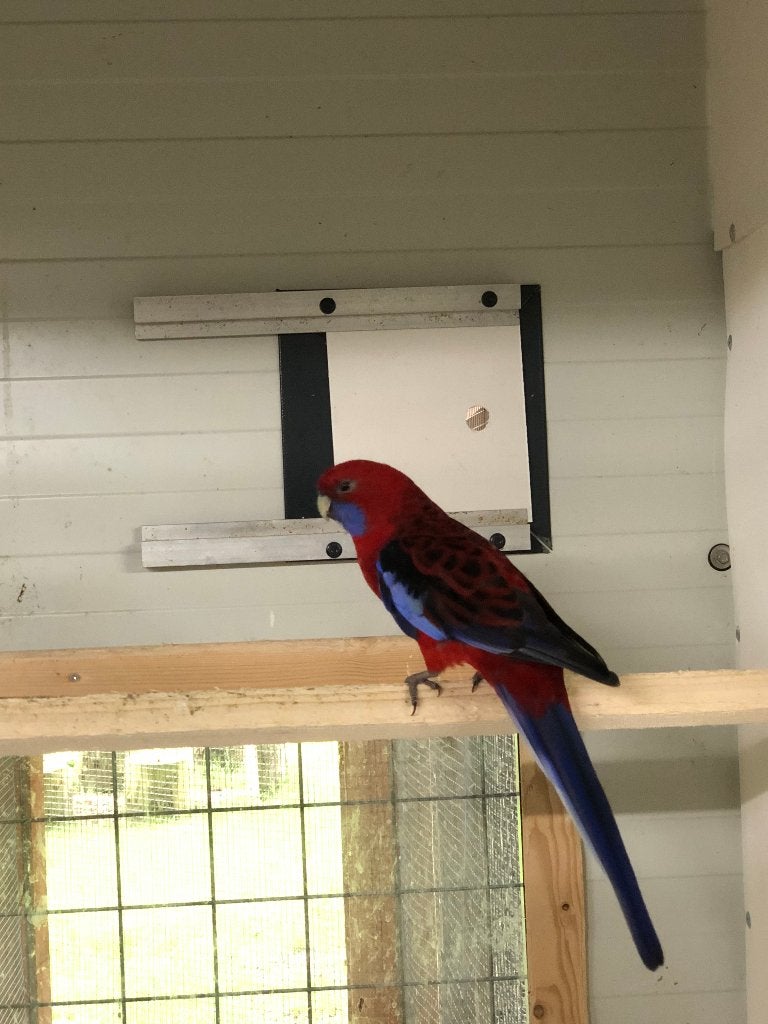 Pennant en Koningsparkiet, Dieren en Toebehoren, Meerdere dieren, Parkiet, Geringd