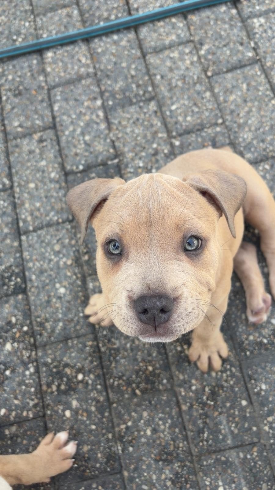 American Pocket bully teefje!, Dieren en Toebehoren, Parvo, Overige rassen, 8 tot 15 weken, Teef