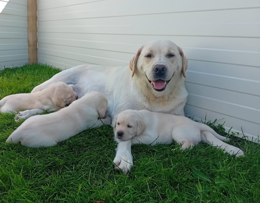 Mooie raszuivere blonde labrador puppy's, Parvo, 8 tot 15 weken, Labrador retriever, Meerdere