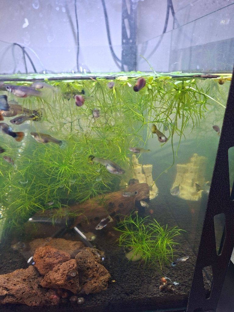 Gezonde kleurrijke guppen, Vis, Zoetwatervis, Schoolvis
