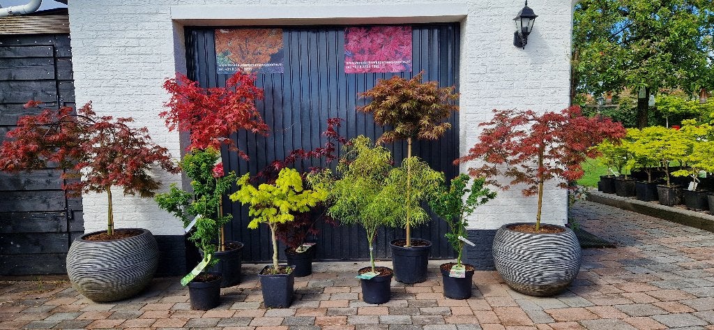 Japanse esdoorns, Ophalen, Overige soorten, Volle zon