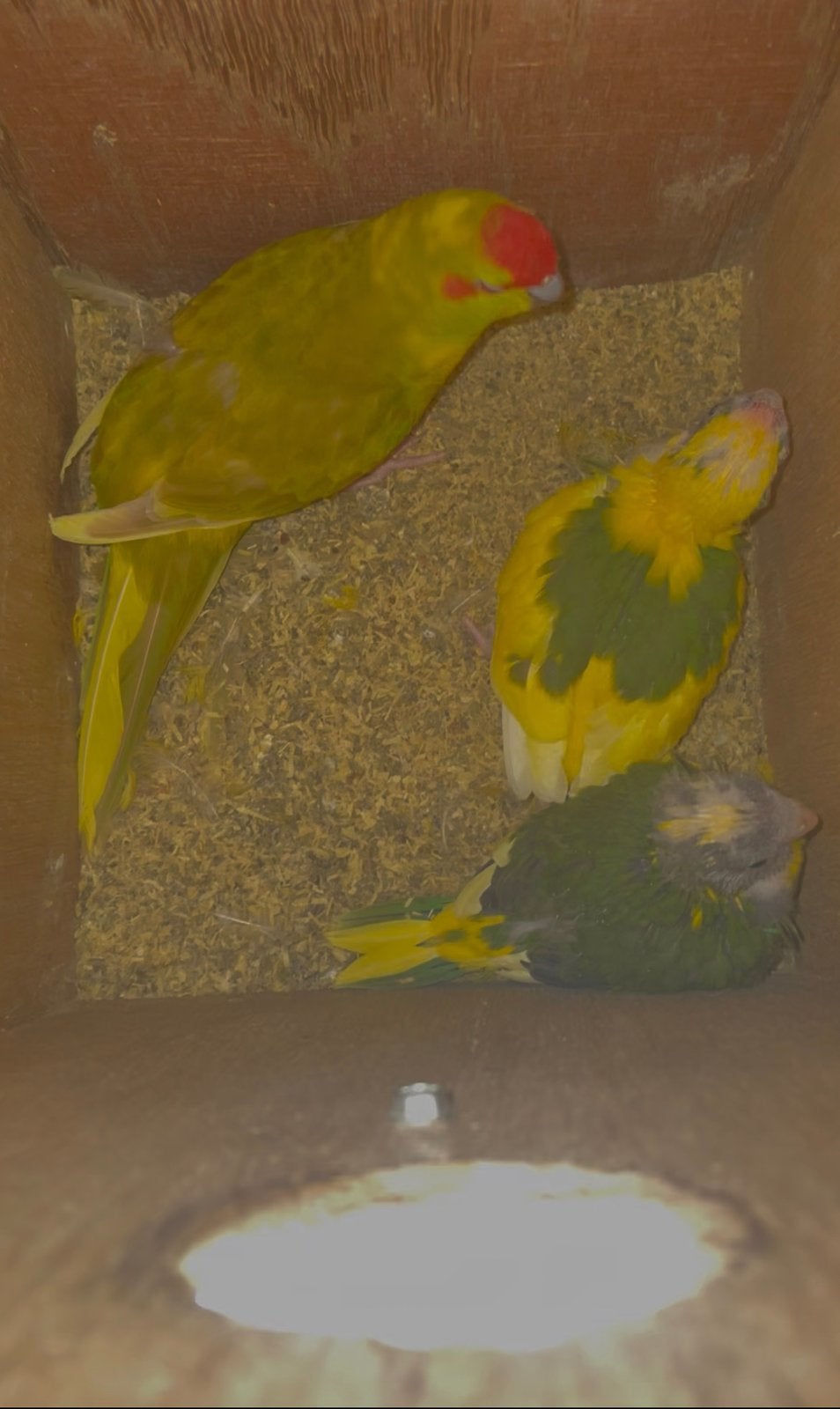 Jonge kakariki’s, Dieren en Toebehoren, Vogels | Parkieten en Papegaaien, Meerdere dieren, Parkiet