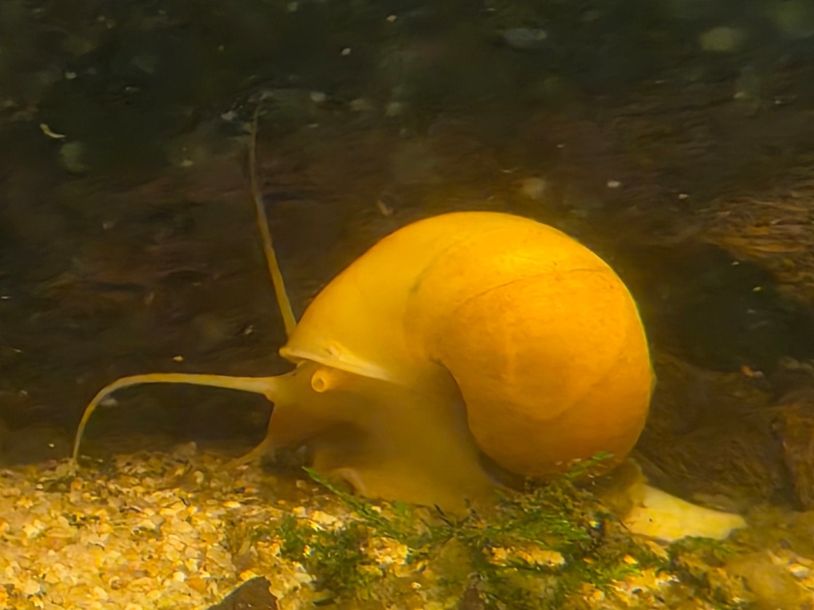 Appelslak / aquarium, Dieren en Toebehoren, Slak of Weekdier, Zoetwatervis, Schoolvis