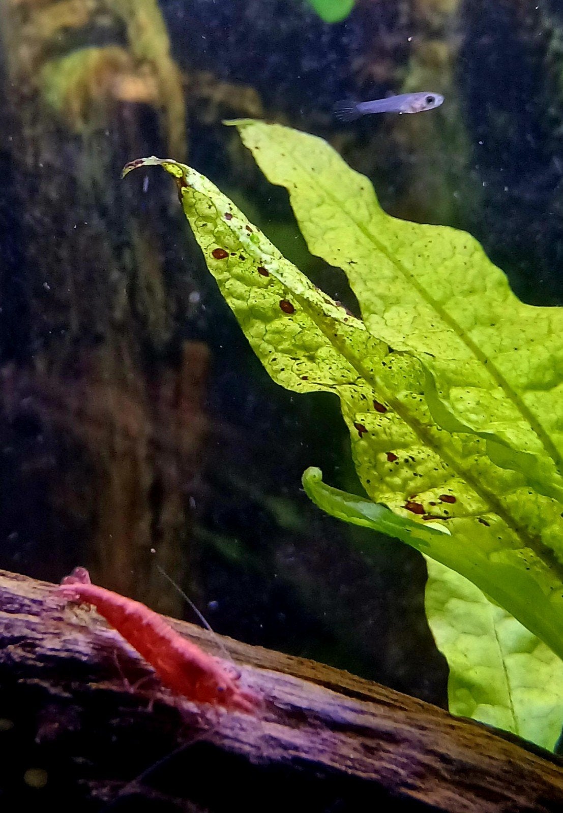 Endler Guppy Baby's, Vis, Zoutwatervis, Schoolvis