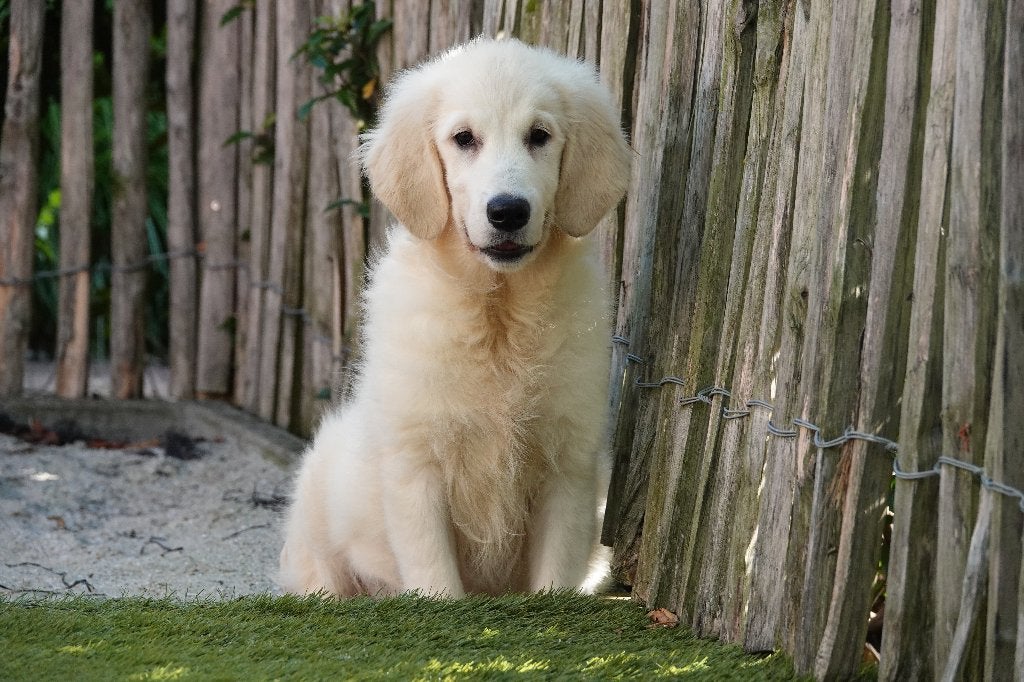 Prachtige Golden Retriever pups, met stamboom, Dieren en Toebehoren, Golden retriever, België, Parvo, 15 weken tot 1 jaar