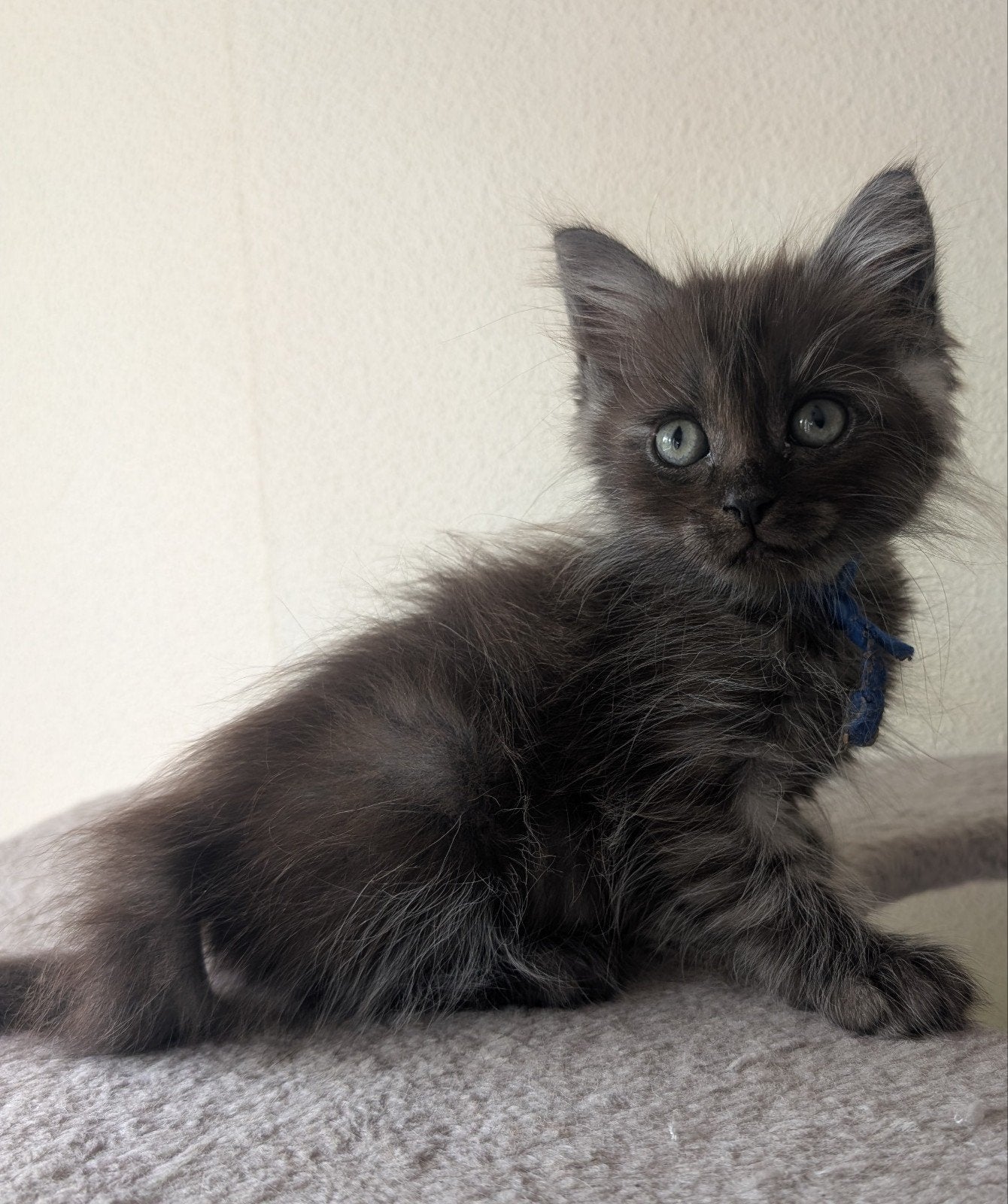 Maine Coon kittens, Meerdere dieren, Ontwormd