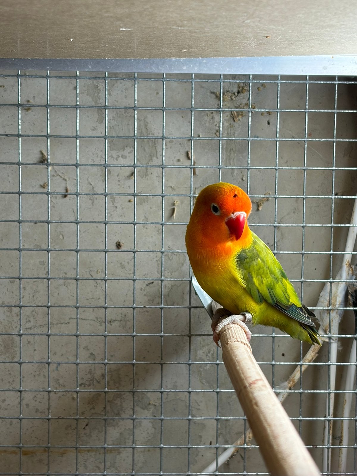 Goed thuis gezocht, Dieren en Toebehoren, Vogels | Parkieten en Papegaaien, Vrouwelijk, Dwergpapegaai of Agapornis, Geringd