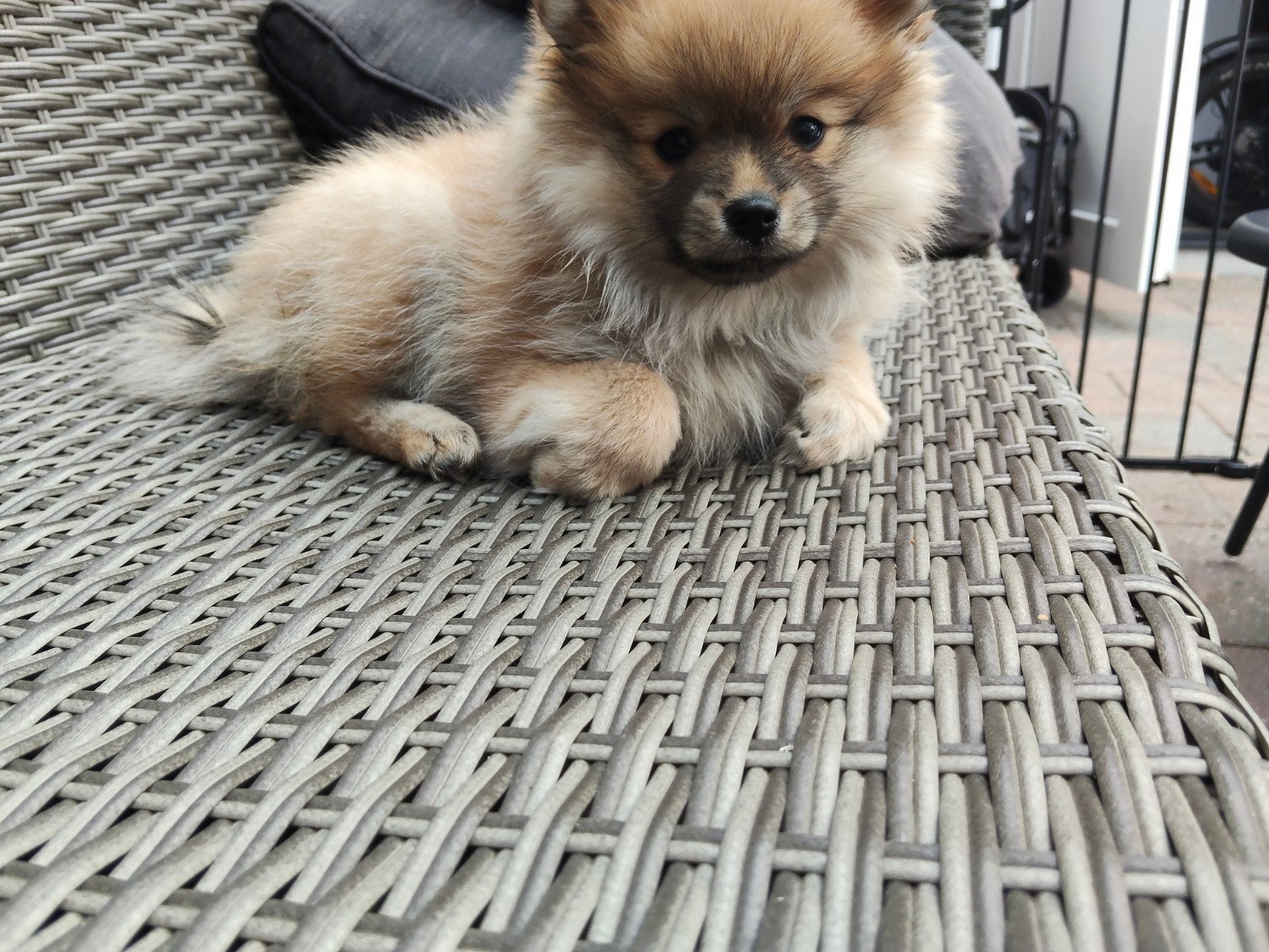 pomeriaan/keeshond pups nog 2 die het nest mogen verlaten, 8 tot 15 weken, Teef, Meerdere, Nederland