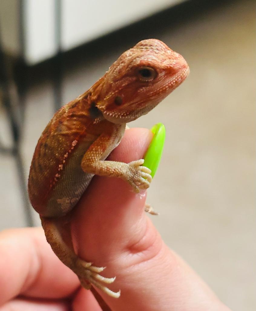 Baardagaam ( geslacht onbekend) Bearded Dragon - unknown for sale from Kevin