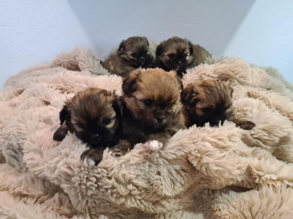 mooie pomchi pups mogen t nest verlaten, Dieren en Toebehoren, Honden | Chihuahua's en Gezelschapshonden, Parvo, Overige rassen