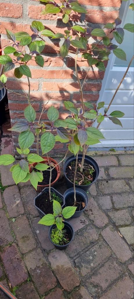 Clerondendrum trichotomum, pindakaasboom, diverse zaailingen, Ophalen, Overige soorten, Minder dan 100 cm