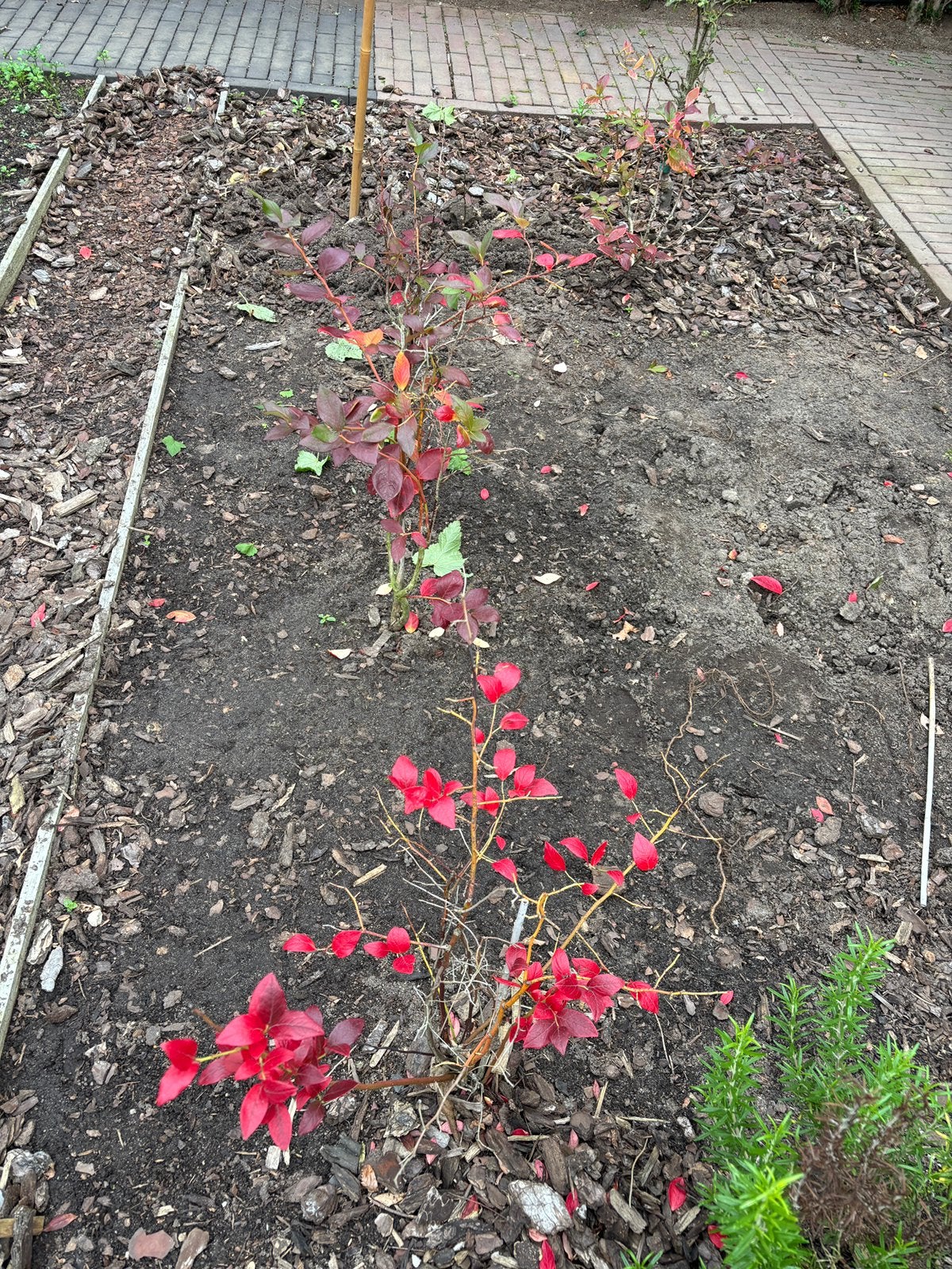 6 blauwe bessen struikjes 1,50 per stuk, Tuin en Terras, Ophalen, Volle zon