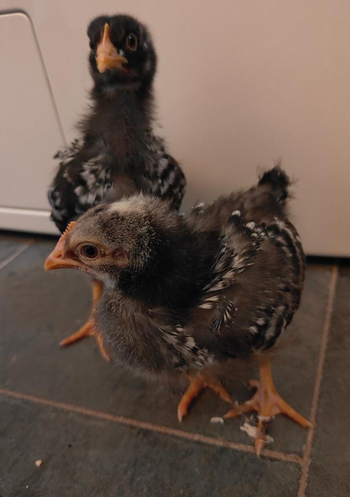 Sussex kuikens, Dieren en Toebehoren, Geslacht onbekend, Kip
