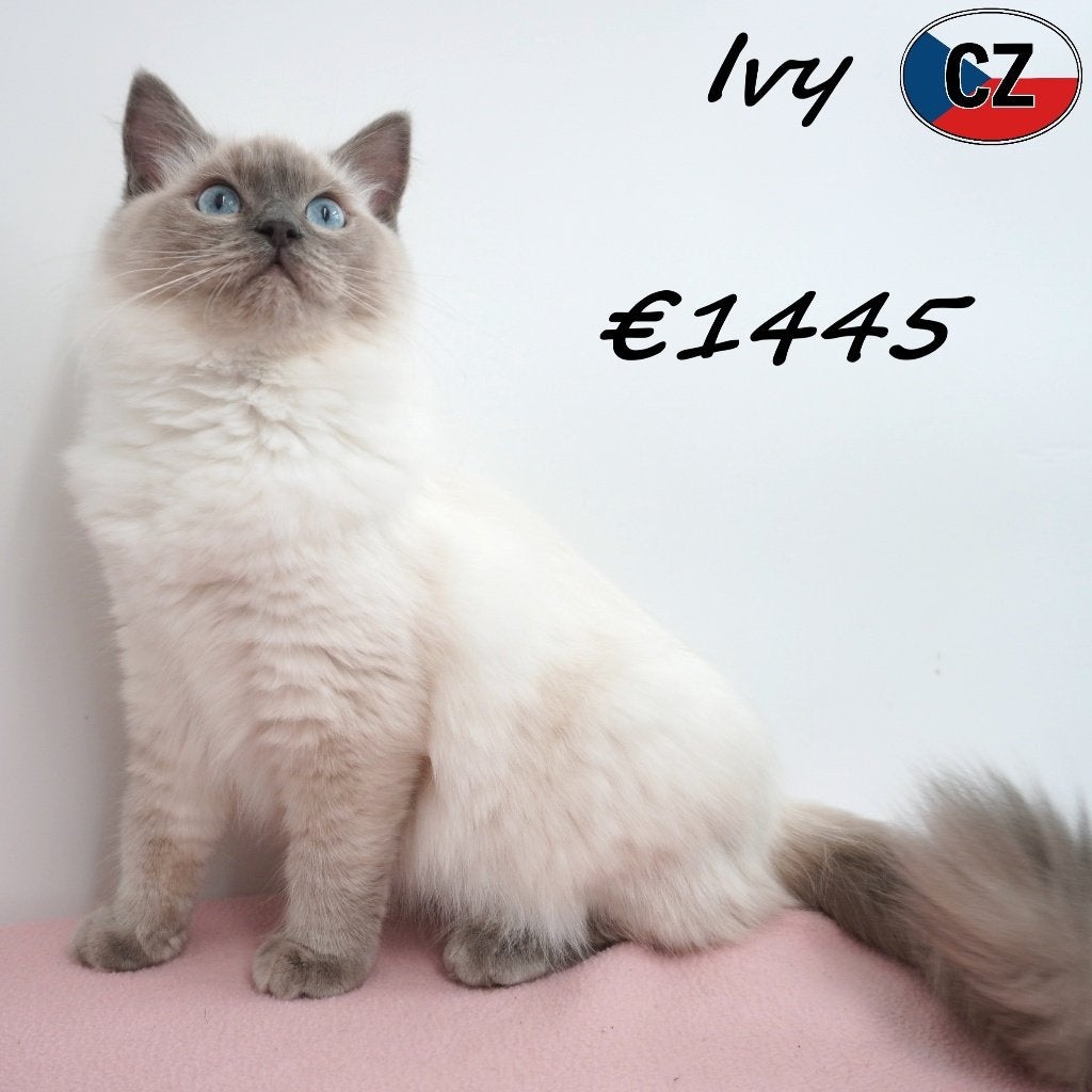 Ragdoll – Zacht & elegant kittens te koop, Dieren en Toebehoren, Katten en Kittens | Raskatten | Langhaar, Meerdere dieren, Gechipt