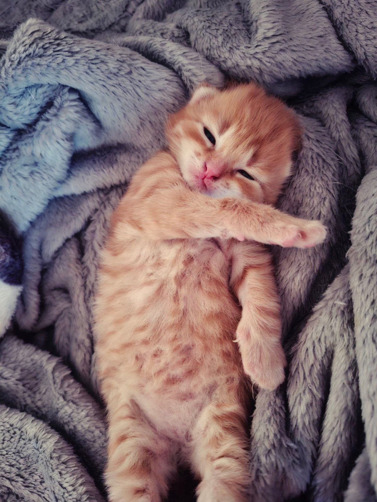 Lieve pasgeboren kittens (Maine Coon mix), Dieren en Toebehoren, Katten en Kittens | Overige Katten, Meerdere dieren