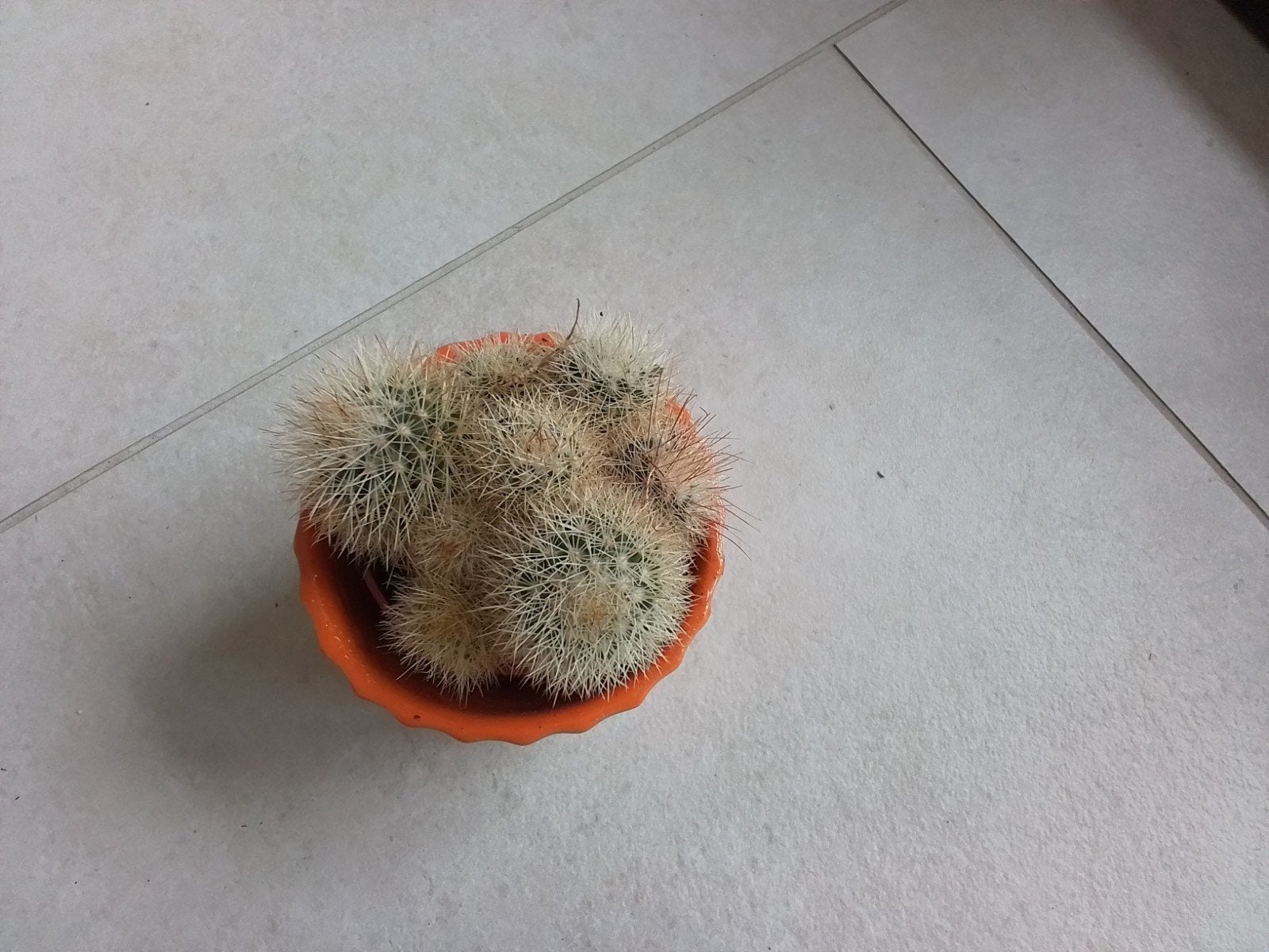 Cactus plantje in oranje potje, Huis en Inrichting, Kamerplanten, Minder dan 100 cm, Halfschaduw, Ophalen of Verzenden, In pot