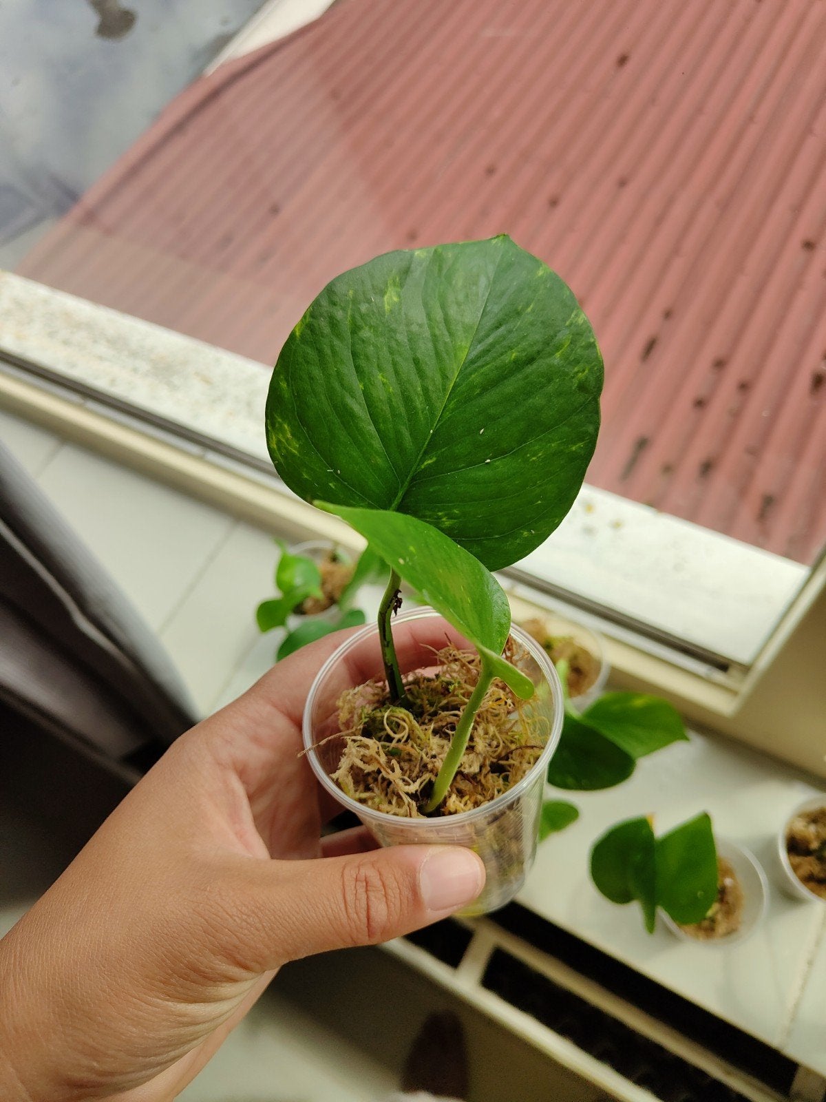 Epipremnum aureum (Drakenklimop) gewortelde stekken, Overige soorten, Minder dan 100 cm, Groene kamerplant, Halfschaduw