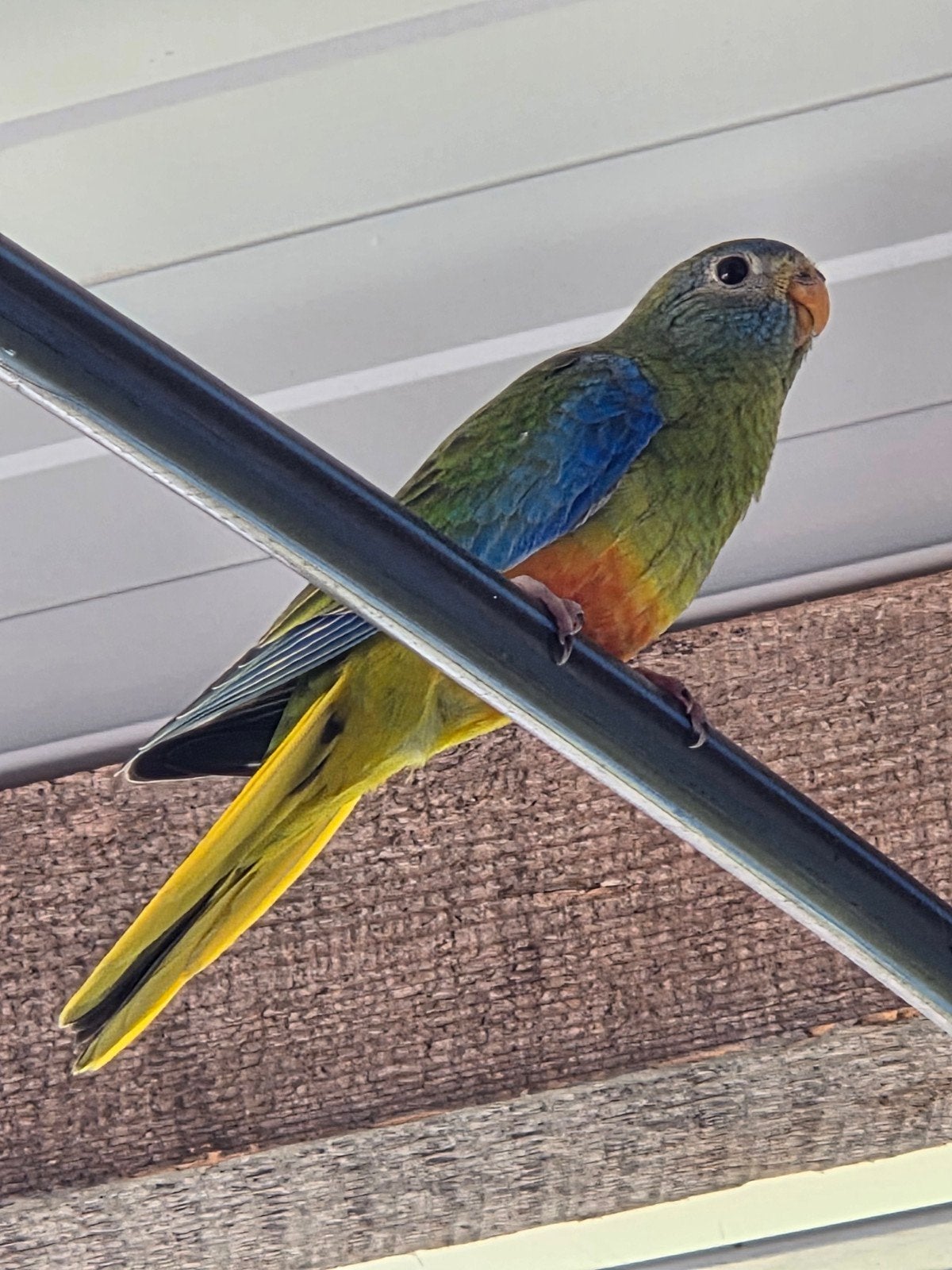 turquoisine, Dieren en Toebehoren, Geslacht onbekend, Parkiet, Geringd