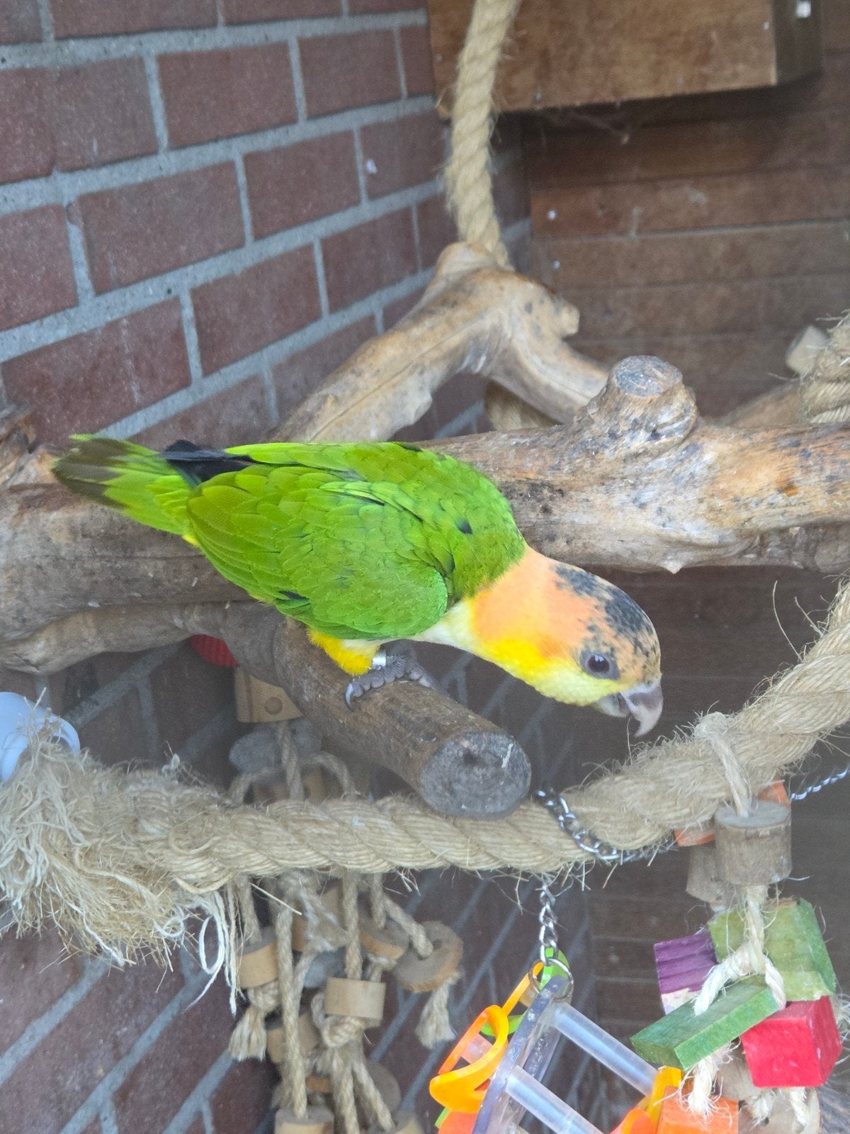 Laatse! Roestkop caique man, Mannelijk, Papegaai