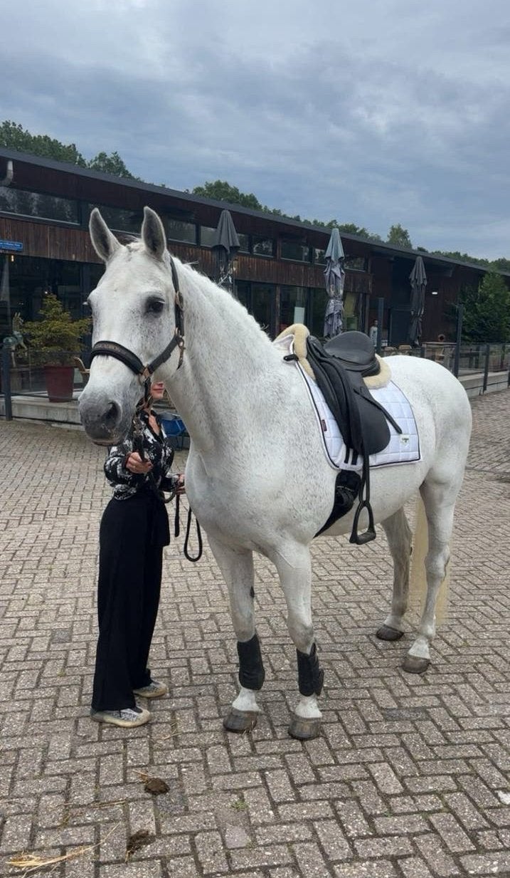 Lease paard aangeboden zeist