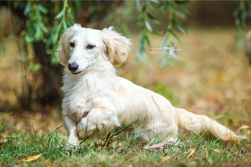 Prachtige Cream (blonde) Langhaar Reu – Teckel/Dachshund, Fokker | Hobbymatig, Reu, 1 tot 2 jaar, Buitenland