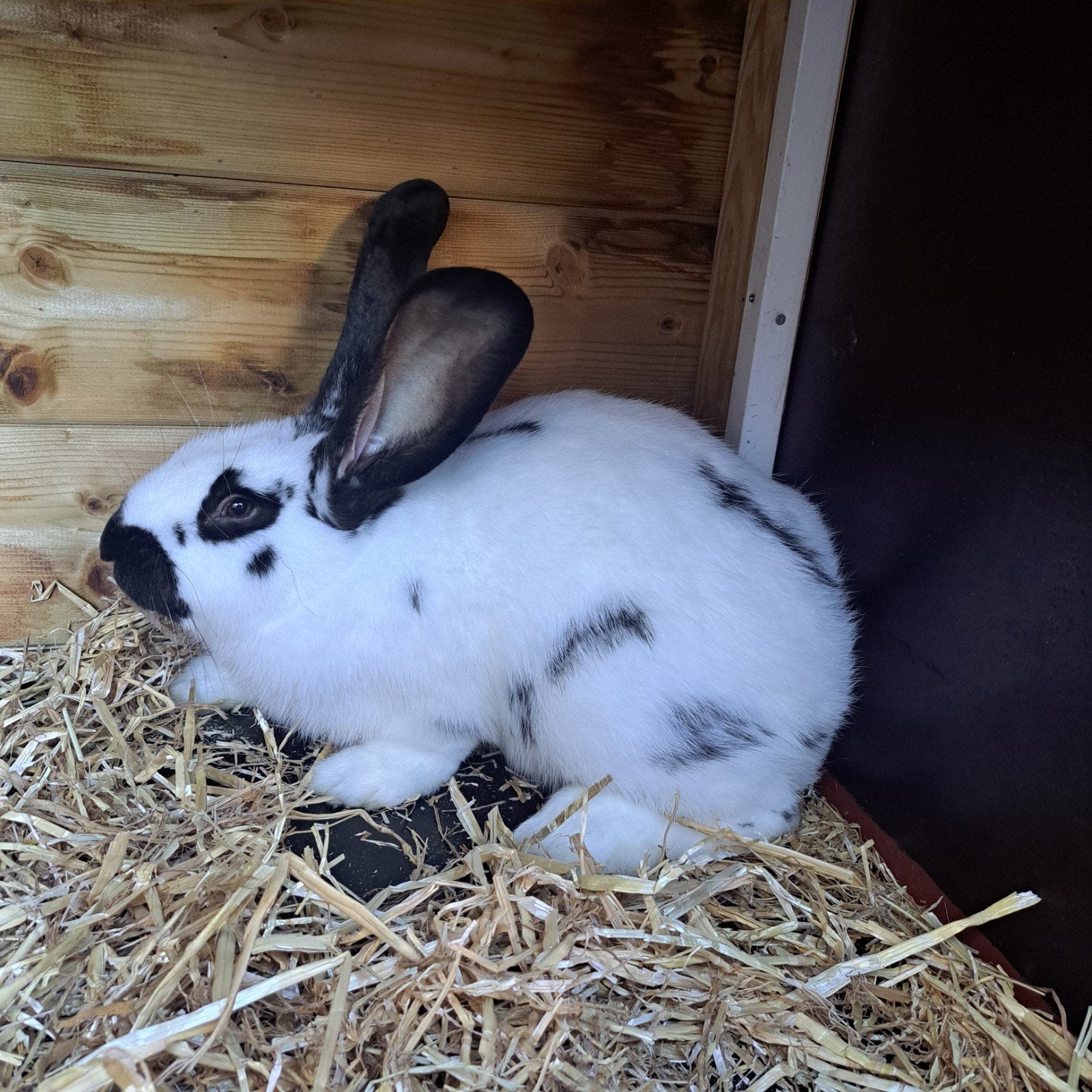 lotharinger/Vlaamse reus, Mannelijk, Groot, 0 tot 2 jaar