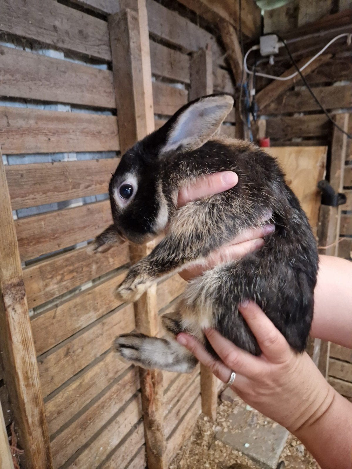 Jonge konijnen, Dieren en Toebehoren, Mannelijk, Klein, Hangoor, 0 tot 2 jaar