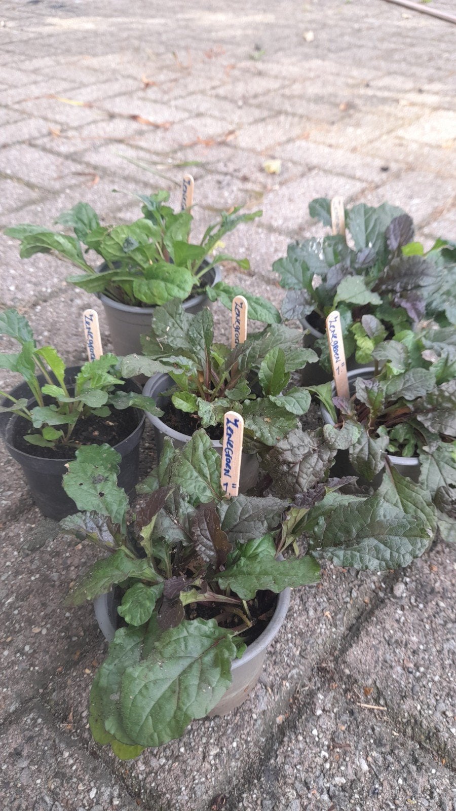 Zenegroen, Ophalen, Vaste plant, Overige soorten, Volle zon