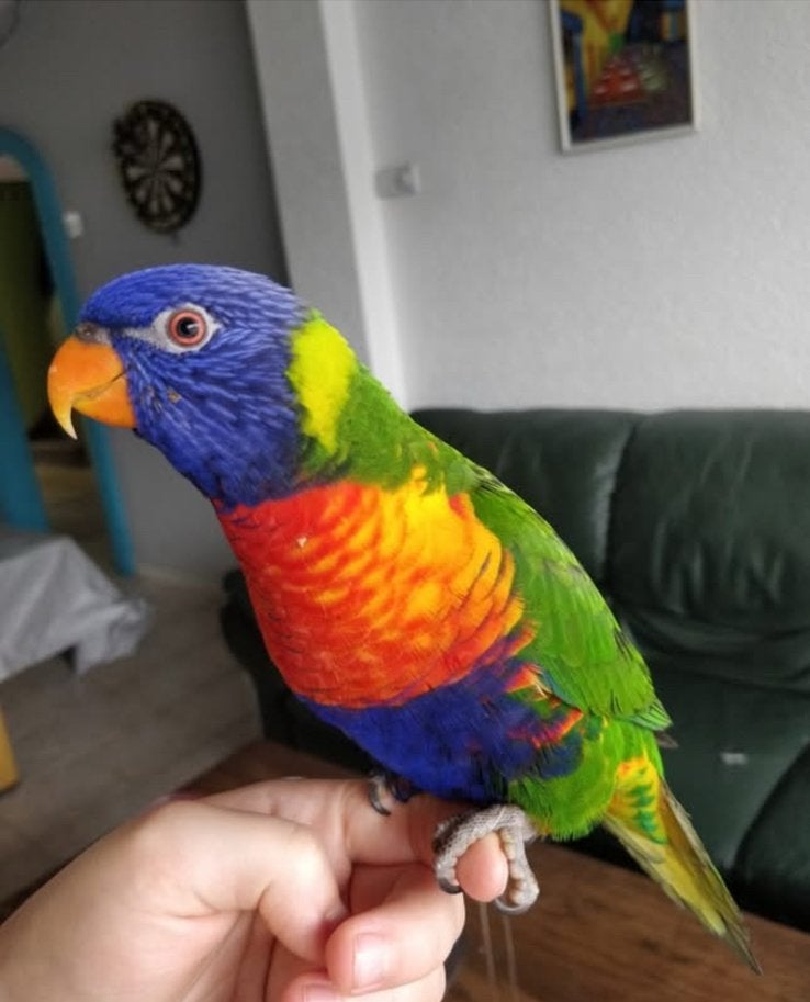 Super lieve handtamme pratende lori van de blauwe bergen, Dieren en Toebehoren, Vogels | Parkieten en Papegaaien, Geslacht onbekend