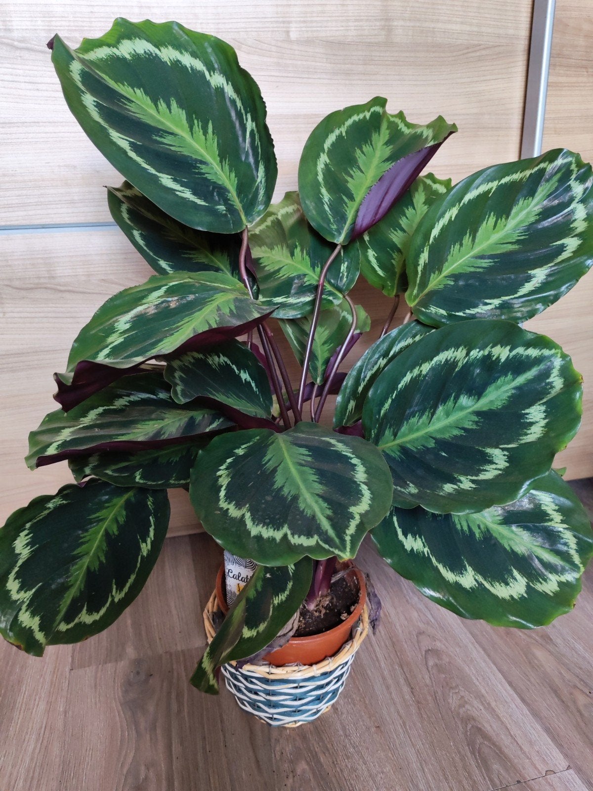 Calathea Medaillon - Prachtige Woonplant, Overige soorten, Vaste plant, Ophalen of Verzenden, Bloeit niet