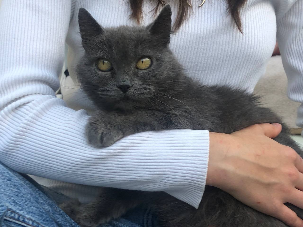 Twee lieve katten zoeken een warm thuis, Poes, Kortharig, 0 tot 2 jaar