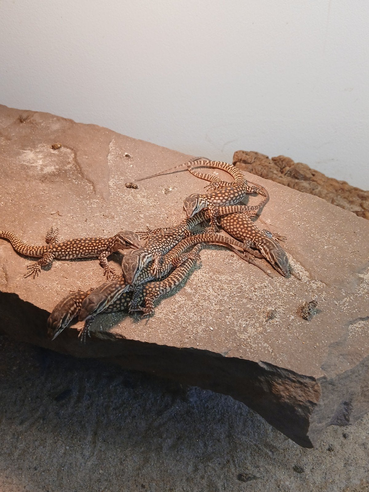 Varanus acanthurus 0.0.X, Hagedis, 0 tot 2 jaar
