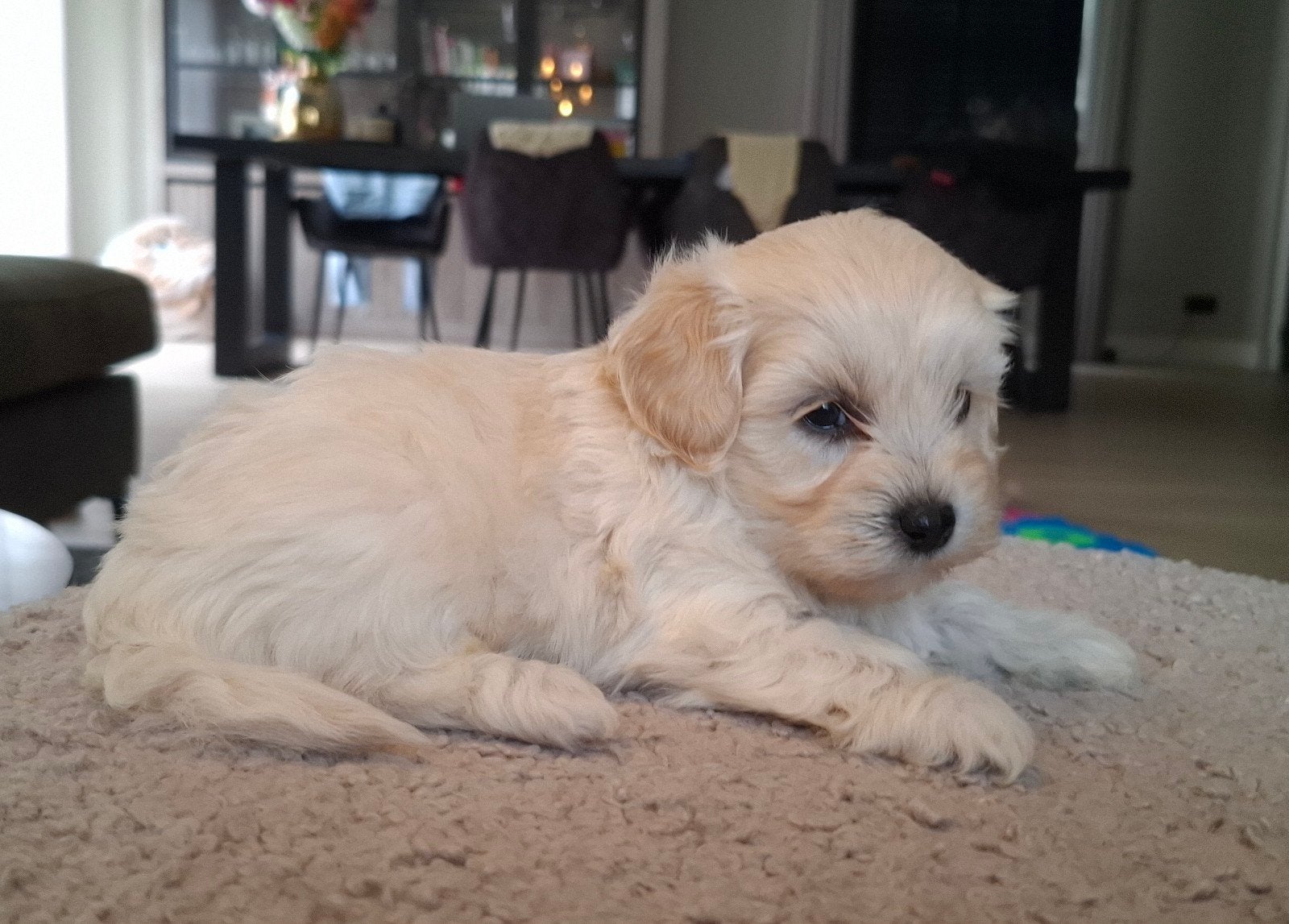 Prachtige super kleine Maltipoo/Toy pups met garantie!, Overige rassen, 8 tot 15 weken, Parvo, Meerdere