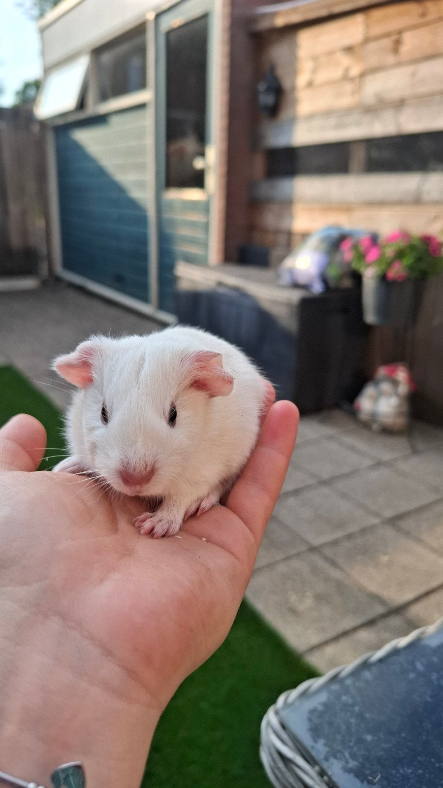 Wit cavia zeugje, Dieren en Toebehoren, Knaagdieren, Cavia, Vrouwelijk, Mei, Tam