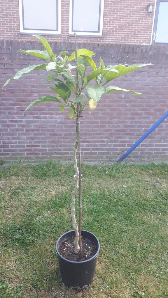 Datura (Engelentrompet) - Roze Bloemen, Tuin en Terras, Planten | Tuinplanten, Volle zon, Vaste plant, Zomer, Ophalen