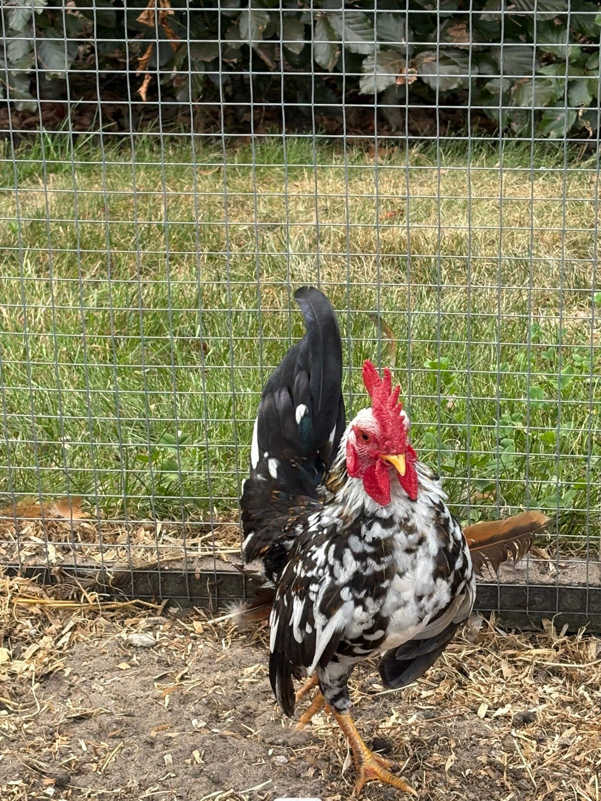 Serama haantje, Dieren en Toebehoren, Pluimvee, Mannelijk, Kip