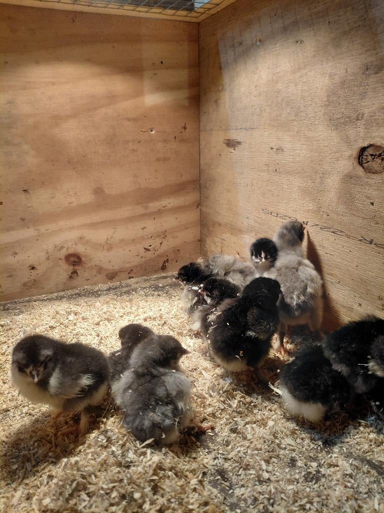 Marans kuikens, Dieren en Toebehoren, Geslacht onbekend, Kip
