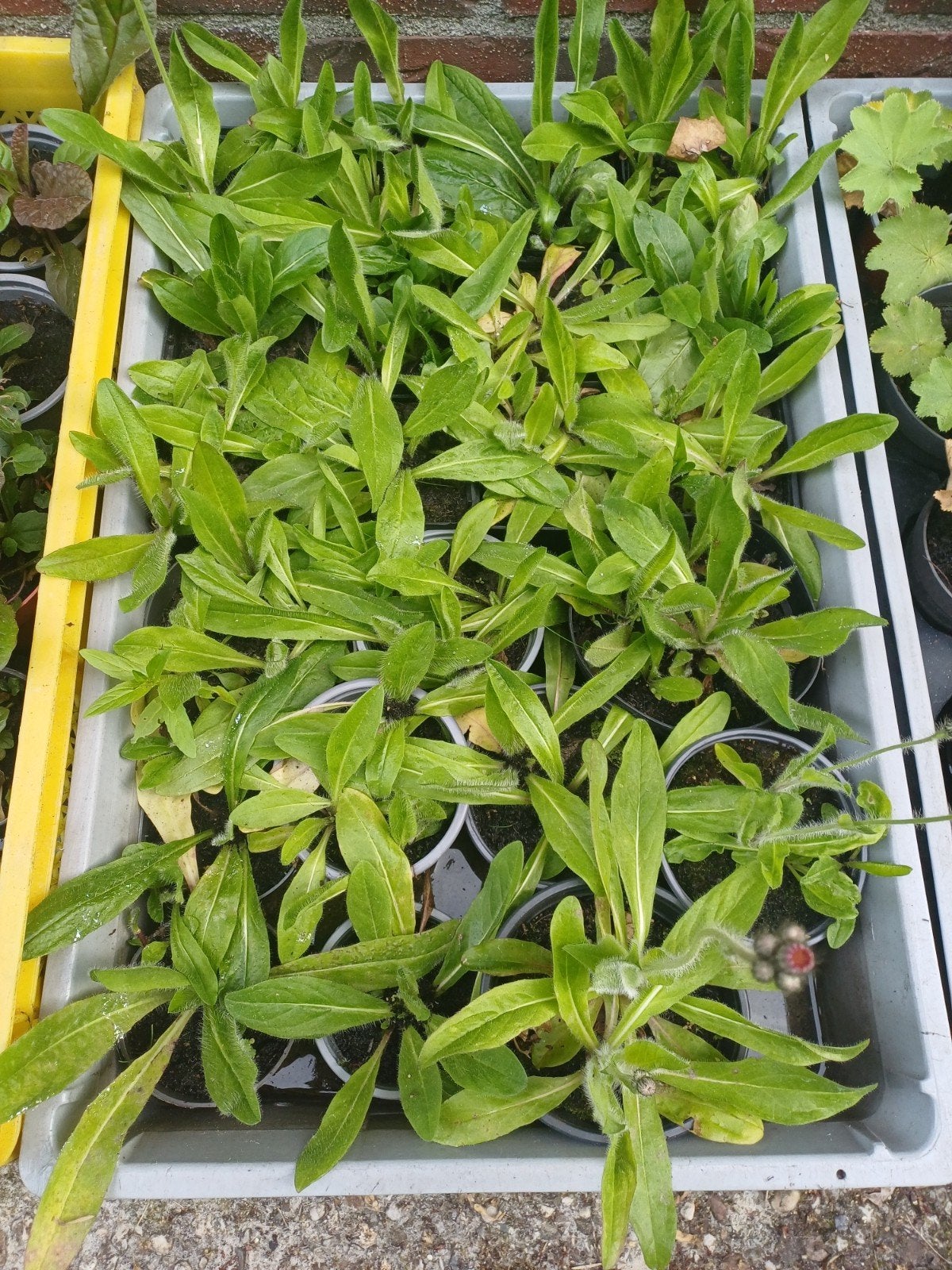 Havikskruid, biologisch, vaste tuinplant + diversen, Volle zon, Vaste plant, Zomer, Ophalen