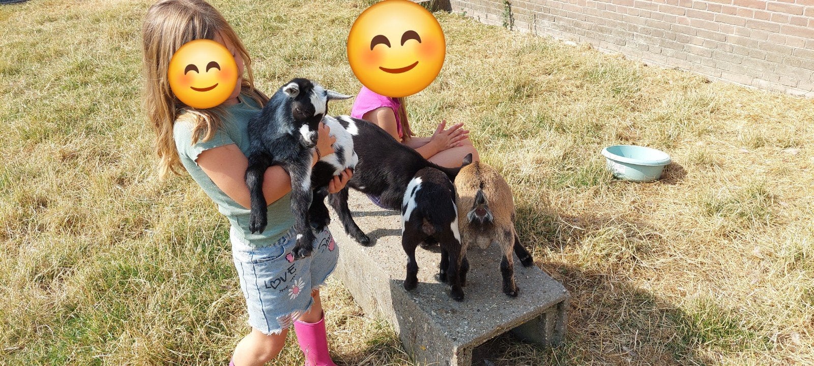 Hoornloze dwerggeiten, zeer tam, mooie kleuren, Meerdere dieren, Geit, 0 tot 2 jaar