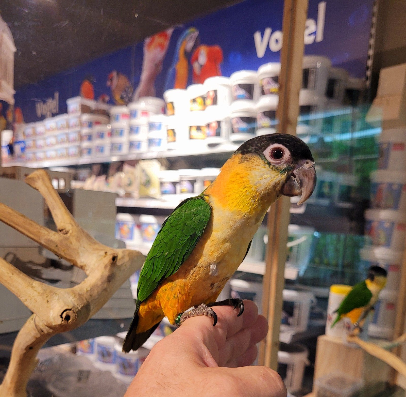 Zwartkop en palida caiques super super lief en super tam., Meerdere dieren, Papegaai, Tam