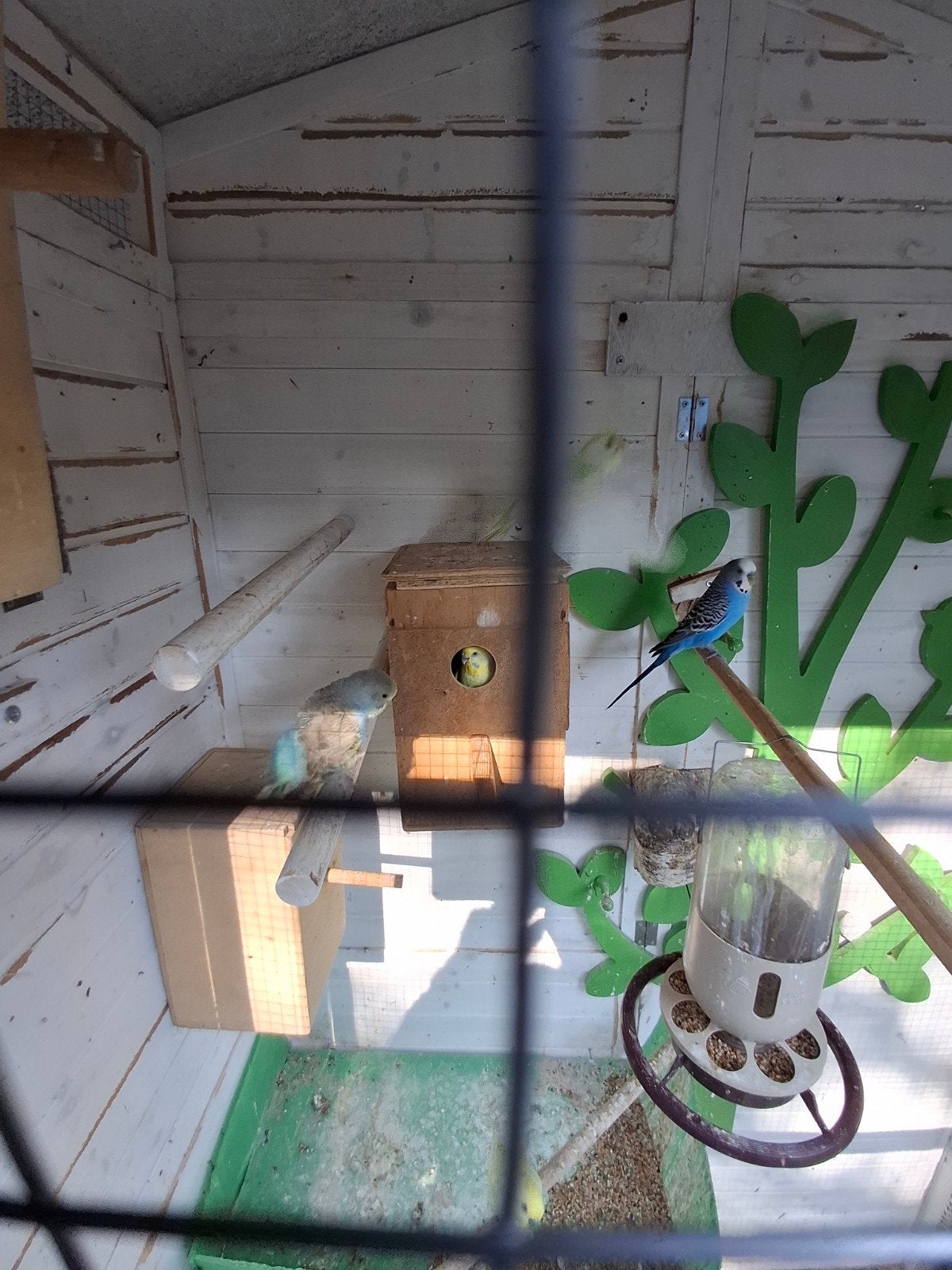 parkieten te koop, Meerdere dieren