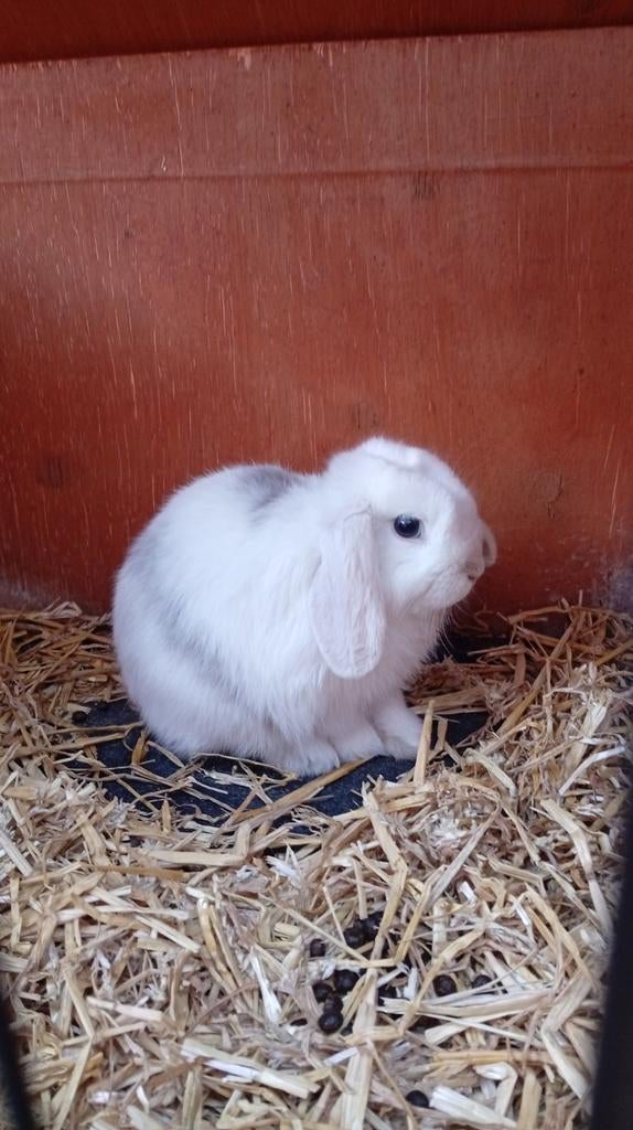 minilop konijn, Dieren en Toebehoren, Konijnen