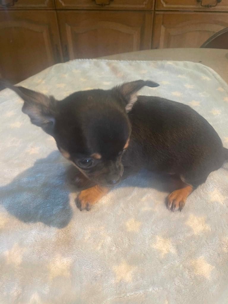 Chihuahua puppy echte mini super mooie kleintjes raszuiver, Nederland, 8 tot 15 weken, Meerdere, Meerdere dieren