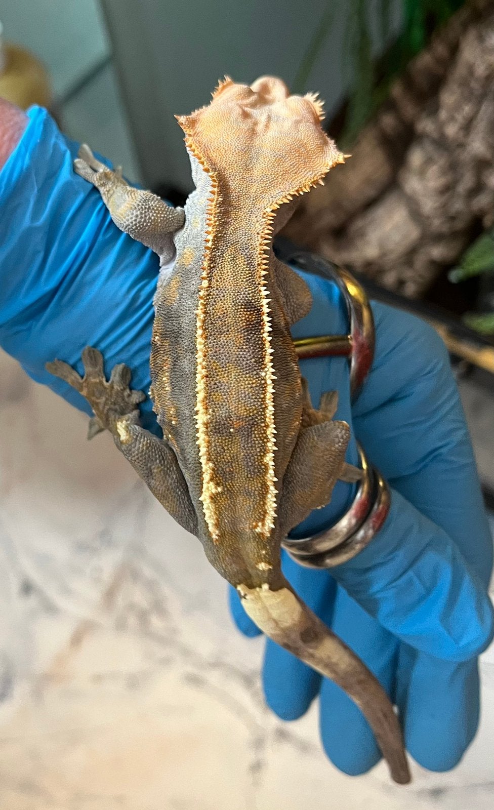 0.1 cappuccino ciliatus , wimpergekko Crested Gecko photo 2