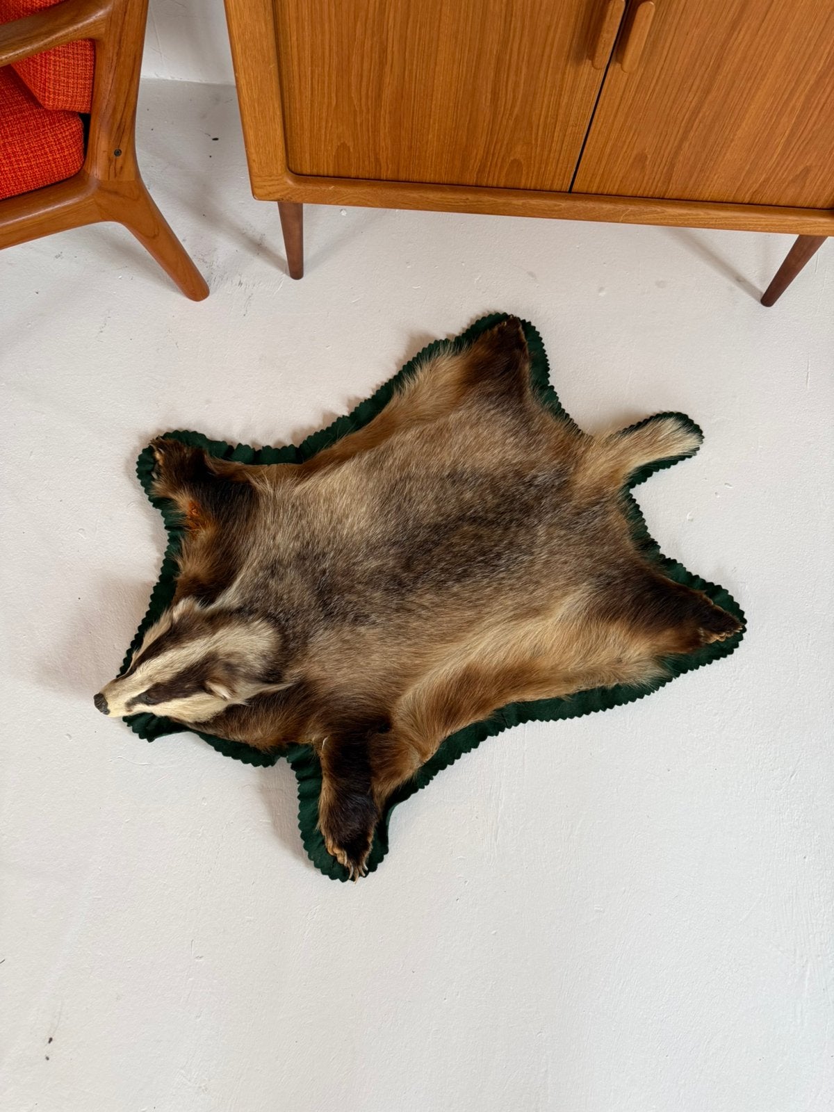 Taxidermie van een opgezette Das ‘90, Verzamelen, Dierenverzamelingen, Ophalen of Verzenden, Zo goed als nieuw, Wild dier, Opgezet dier