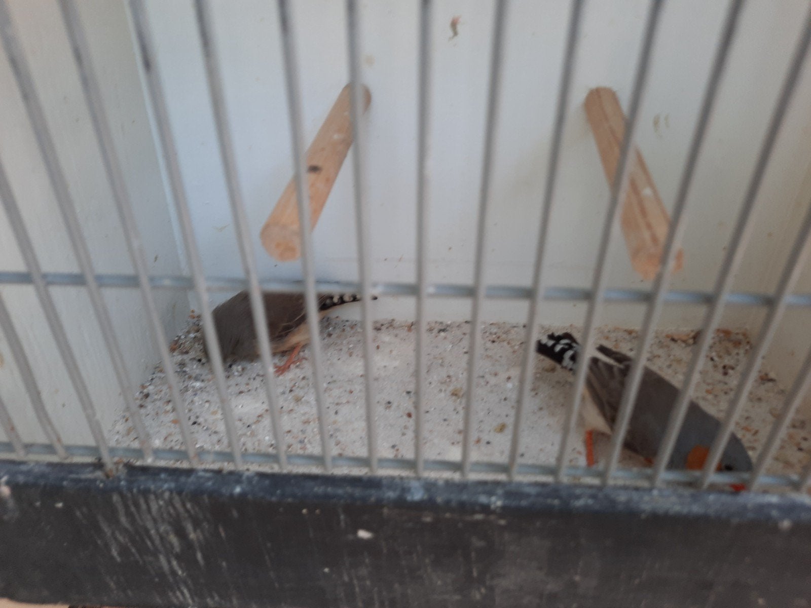 koppel wildkleur zebravinken, Dieren en Toebehoren, Vogels | Overige Vogels, Meerdere dieren, Tropenvogel
