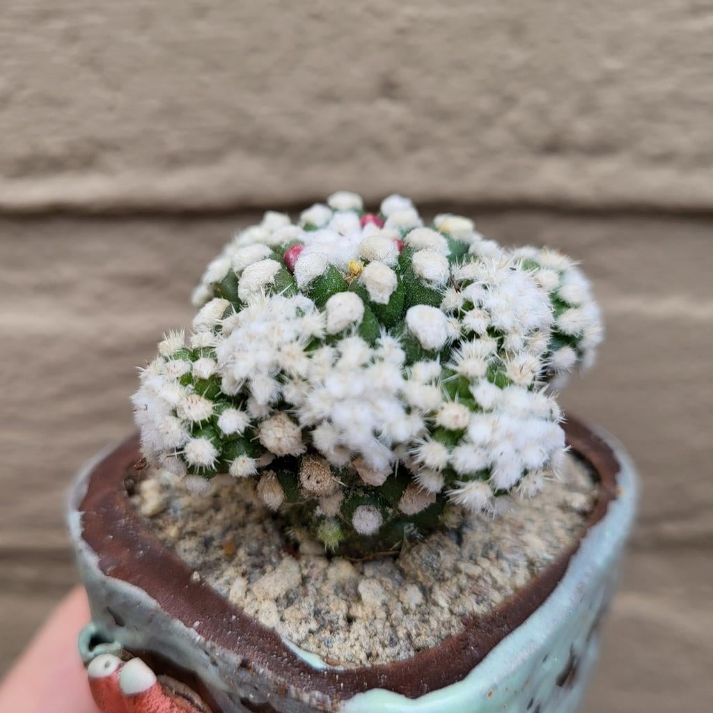 Mammillaria Gracilis Oruga Cactus, Verzenden, Cactus, Volle zon, Minder dan 100 cm