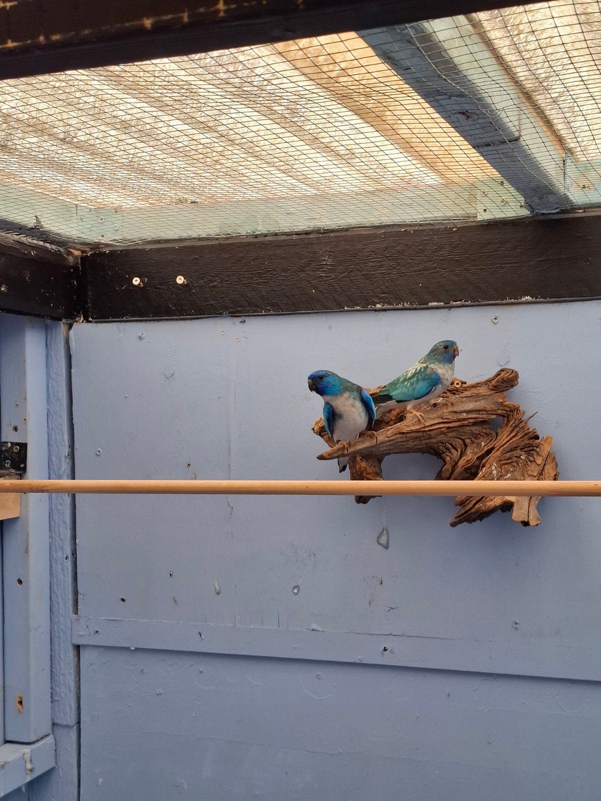 super  mooi  koppel  splendid  ze, Meerdere dieren