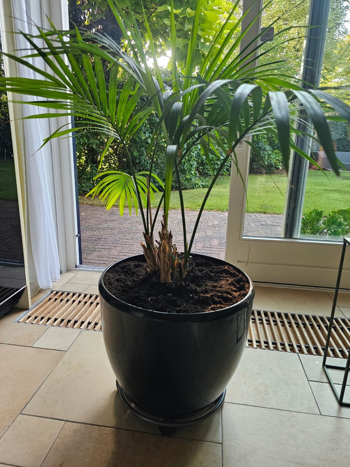 Plant in zwarte pot, Huis en Inrichting, Kamerplanten, Ophalen, Halfschaduw, Minder dan 100 cm